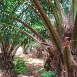 Burundi:Les petits exploitants du palmier à l’huile méritent un accompagnement