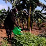Burundi : Irrigation traditionnelle, remède à la flambée des prix des matériels d’irrigations modernes ?