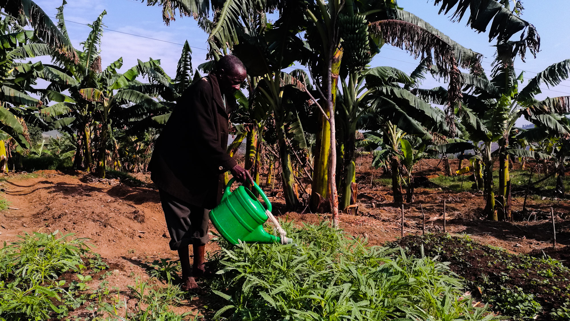 Nimenya Désiré, arrosant son champ de légumes à Kirundo Nord Ouest du Burundi 3. Tube d’eau facilitant l’irrigation