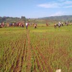 Les agriculteurs Burundais  victimes des ravages de la chenille légionnaire