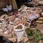 Le prunier d’Afrique, une espèce exploitée illégalement ?