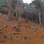 RDC-Burundi: les Forêts et les parcs  victimes de l’exiguïté et de l’infertilité des terres