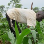 Comment les semences de qualité et la mise en commun des terres ont changé la vie des agriculteurs au Burundi