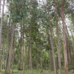 L’eucalyptus au Burundi : Entre défis environnementaux et opportunités économiques.
