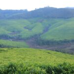 L’apocalypse du parc national de Kibira se dessine