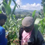 Dans les champs de Ngozi, l’IA sauve les récoltes