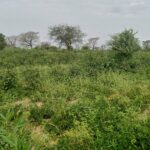 Burundi : les légumineuses, rempart discret face à la crise climatique